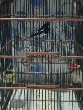 Jual Burung Kacer