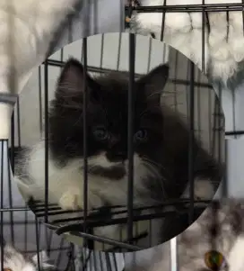 kitten jantan 3 bulan