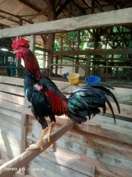 Ayam Bangkok Mangon