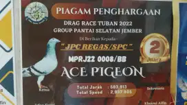 Merpati Pos Anakan Juara