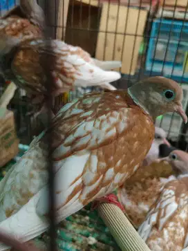 Burung Puter Irak batik