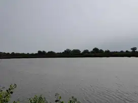 Tanah Kelurahan Kupang Kec Jabon Kab Sidoarjo