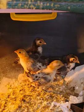Ayam Batik Kanada Anakan