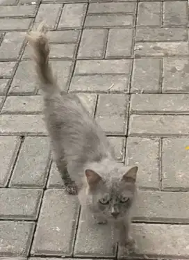 Kucing anggora betina