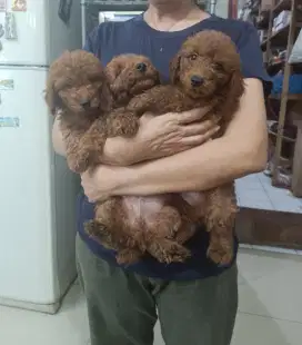 Red Toy Poodle Puppy 1,5 bulan