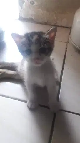 ANAK CALICO JUAL CEPAT