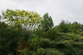 Tanah Murah Siap Bangun di Forest hill Dago Resort Bandung
