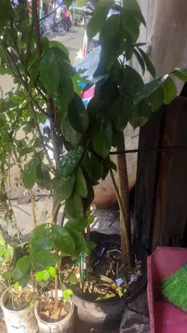 Pohon Sirsak Dari bibit