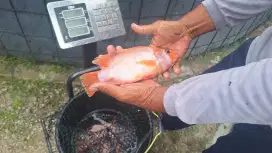 Jual Ikan Nila Segar Hitam/Merah ready