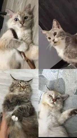 Kucing ragdoll persia mainecoon x