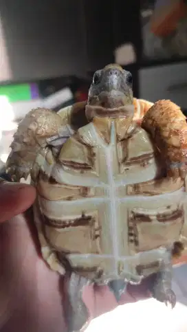 Kura darat pardalis sulcata