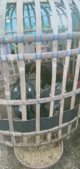Jual ayam Bangkok siap ternak