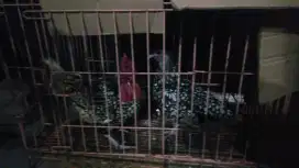 Jual sepasang indukan ayam hias batik Italia, ay sudah mapan