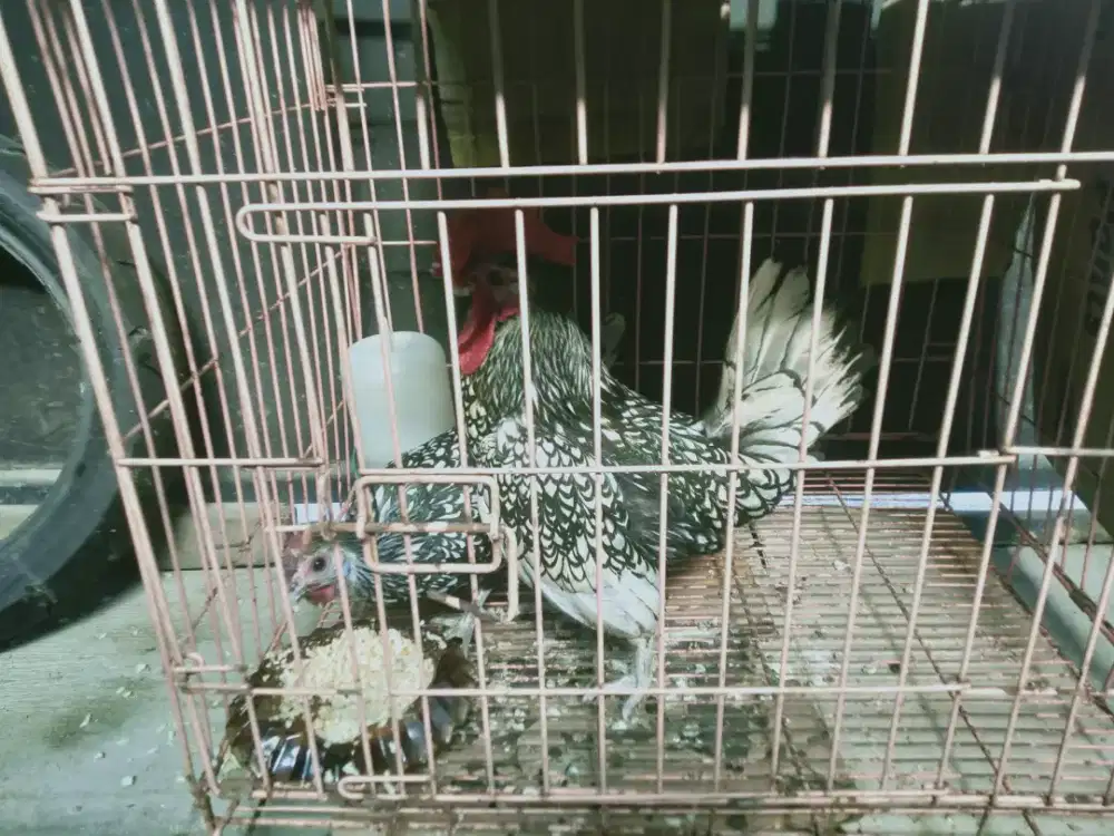 Jual sepasang indukan ayam hias batik Italia, ay sudah mapan