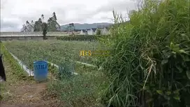 Dijual Tanah di Daerah Karo Jalan Kebun Bunga - Dolat Rayat