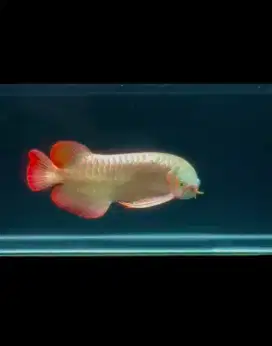arwana super red