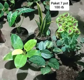 Jual tanaman hias bandung