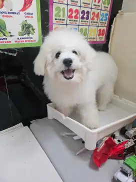 Jual anjing bichon jantan