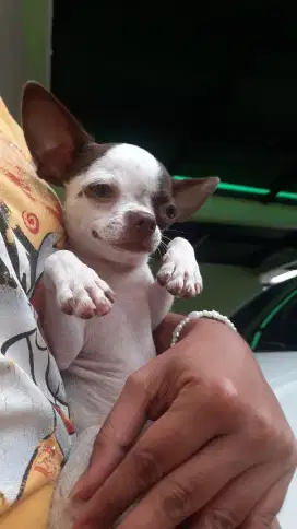 Jual anjing chihuahua jantan, usia 7 bulan, two colours