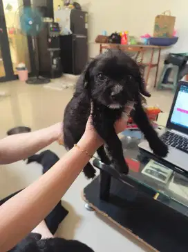 Anakan campuran frenchie dan poodle