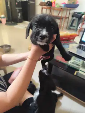 Anakan campuran frenchie dan poodle