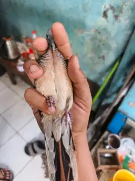 Perkutut lokal banyu mili