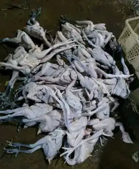 Karkas ayam kampung