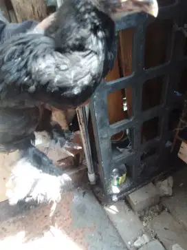Dijual Anakan Ayam Hias Jenis Brahma India