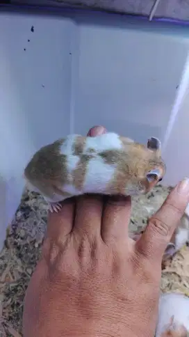 Hamster Syrian Shorthair Lucu Imut Jinak