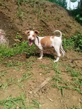 Anjing kampung asli