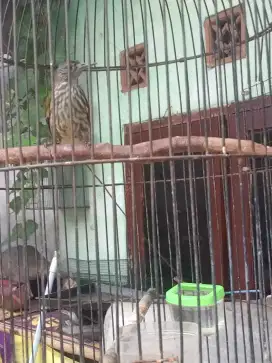 Burung bayeman A2b1 fs