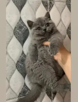 Kitten British shorthair betina BSH short hair female keturunan ped