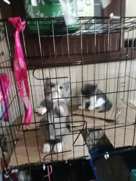 Munchkin bsh x Scottish straight / Scottish Fold