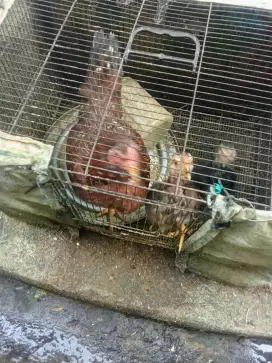 Ayam kampung peliharaan