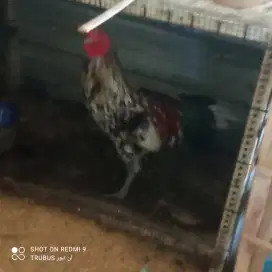Ayam pelung ketawa