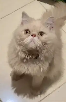 Kucing peaknose jantan 7.5bulan