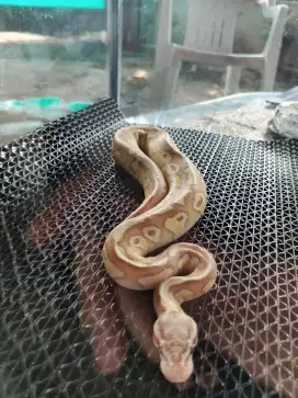 Dijual BP Leopard Lesser Pastel Clown Het Albino