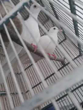 Puter putih mata merah