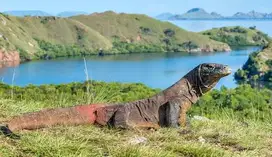 Townhouse in Komodo island