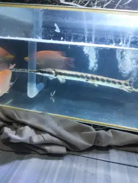 Ikan hias pinokio