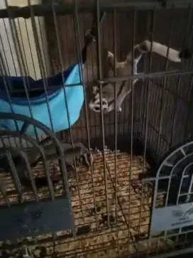 Sugar glider Mozaik ringtail