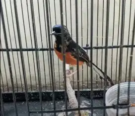 Trotol Murai Batu Bahorok Jantan Trah Prestasi