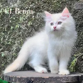 Kucing munchkin non standar betina