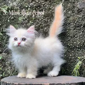Kucing munchkin kaki pendek jantan