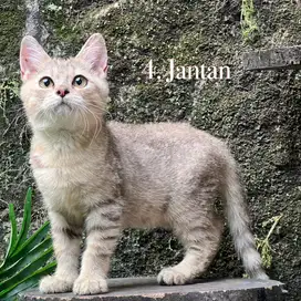 Kucing mix bsh golden taby jantan