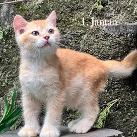 Kucing british shorthair golden red jantan