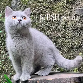 Kucing british shorthair blue betina sudah vaksin