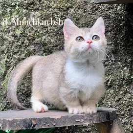 Kucing munchkin british golden kaki cebol betina