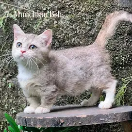 Kucing munchkin british golden taby kaki cebol betina