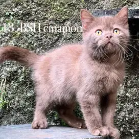 Kucing british shorthair cinamon jantan